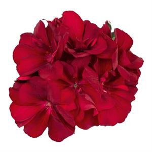 Bild von Geranium Hang P12 Double Medio Karolina
